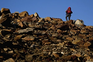 Climbing Mount Cevedale, 3769 m, Ortler Alps, South Tyrol, Italy, Europe