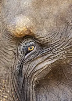 Close up of a adult elephants (Elephantidae) eye and crinkled skin, Pinnewala Elephant Orphanage, Sri Lanka, Asia