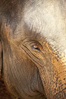 Textured Prints: Close up of a adult elephants (Elephantidae) eye and crinkled skin