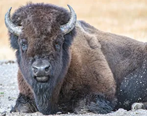 Wyoming Prints: Close up of American Bison, Yellowstone National Park, UNESCO World Heritage Site