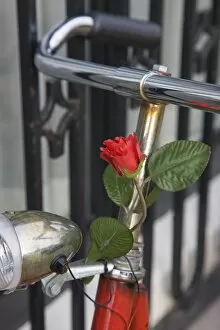Close up of a bicycle with a rose for decoration, Amsterdam, Netherlands, Europe