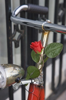 Close up of a bicycle with a rose for decoration, Amsterdam, Netherlands, Europe Close up of a bicycle with a rose for decoration, Amsterdam, Netherlands, Europe