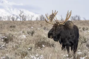 Grand Teton Prints: Close up of bull moose (Alces alces), Grand Teton National Park, Wyoming