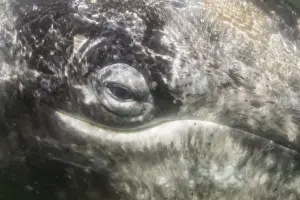 Animal Eye Prints: Close up of California gray whale (Eschrichtius robustus) approaching Zodiac underwater in Magdalena Bay