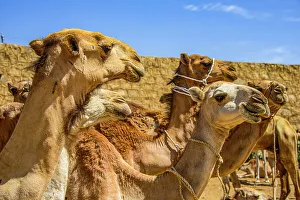 Rope Prints: Close up of camels on the camel market of Keren, Eritrea, Africa