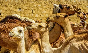 Curious Prints: Close up of camels on the camel market of Keren, Eritrea, Africa