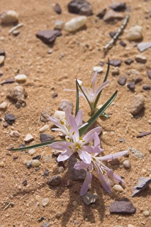 Wadi Rum Prints: Close up of a colchicum crocus