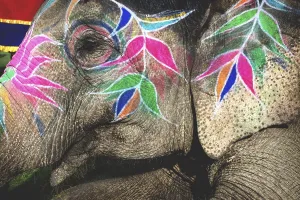 Festivity Prints: Close up of a colorful painted elephant head for Holi Elephant Festival in Jaipur