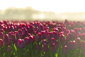 Alkmaar Prints: Close up of colourful tulips in bloom at sunrise, De Rijp, Alkmaar, North Holland