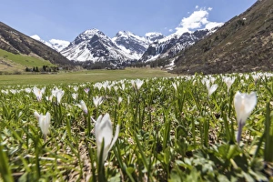 Close up of Crocus flowers during spring bloom, Davos, Sertig Valley, canton of Graubunden