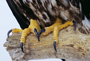 Close up of the feet and talons of a bald eagle
