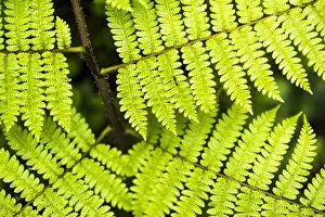 Fern Prints: Close up detail of a fern in the rainforest in Arenal Volcano National Park