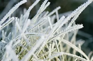 Close up of frost covered grass