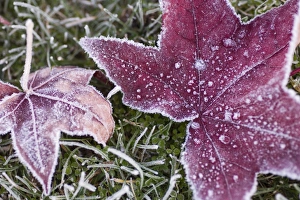 Autumnal Leaves Prints: Close up of frost covered maple leaf and grass
