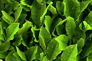 Leaves Prints: Close up of green tea leaves growing on the Makinohara tea plantation in Shizuoka, Japan