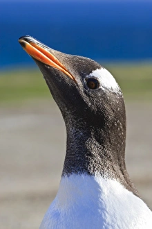 The Neck Prints: Close up of head of Gentoo penguin (Pygoscelis papua)