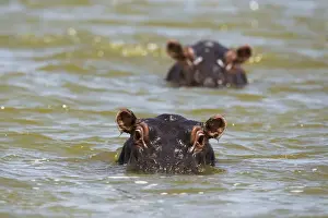 Tsavo Prints: Close up of hippos (Hippopotamus amphibius) submerged in Lake Gipe, Tsavo, Kenya