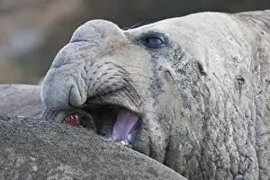 Biting Prints: Close up of a male Southern elephant seal (Mirounga leonina)