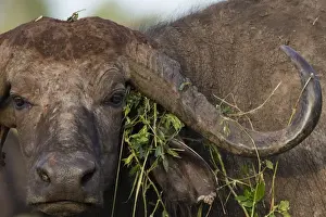 Horns Prints: Close up portrait of an African buffalo (Syncerus caffer) looking at the camera, Tsavo