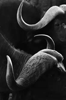 Close up portrait of an African buffalo (Syncerus caffer) at a waterhole, Tsavo, Kenya