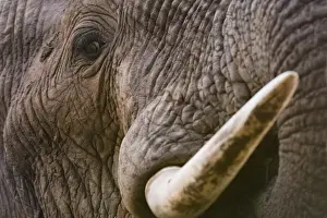 Tsavo Prints: Close up portrait of an African elephant (Loxodonta africana), Tsavo, Kenya, East Africa