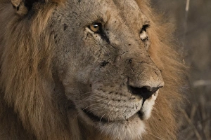 Panthera Prints: Close up portrait of a lion (Panthera leo), Tsavo, Kenya, East Africa, Africa