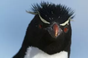 Flightless Bird Gallery: Close up portrait of a rockhopper penguin (Eudyptes chrysocome), Falkland Islands