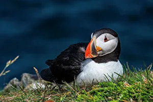 Newfoundland And Labrador Prints: Close up of a Puffin, Puffin bird viewing site in Elliston