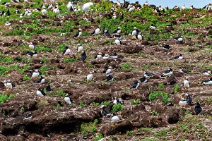 Newfoundland And Labrador Prints: Close up of Puffins, Puffin bird viewing site in Elliston