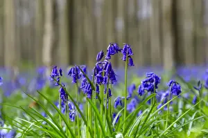 Halle Prints: Close up of purple bluebells in bloom in the green grass of the Hallerbos forest