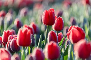 Typically Dutch Prints: Close up of red tulips in bloom in the countryside of Berkmeer, municipality of Koggenland