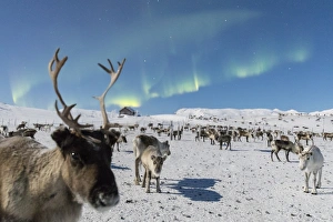 Antlers Prints: Close up of a reindeer under the Northern Lights (Aurora Borealis)