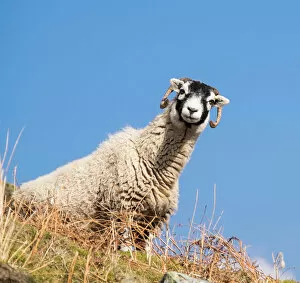 Closeup View Gallery: Close up of the traditional black faced Swaledale sheep found throughout the Yorkshire Dales