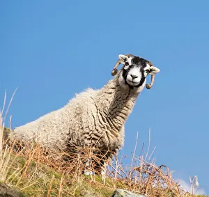 Closeup View Gallery: Close up of the traditional black faced Swaledale sheep found throughout the Yorkshire Dales