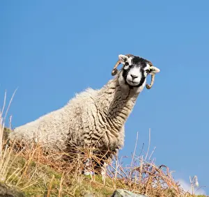 Animal Theme Prints: Close up of the traditional black faced Swaledale sheep found throughout the Yorkshire Dales