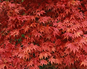 Acer Prints: Close-up of Acer tree foliage in autumn
