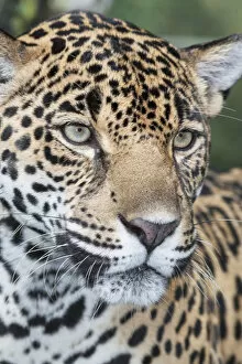 Costa Rica Gallery: Close-up of an adult male Jaguar (Panthera onca), Costa Rica, Central America