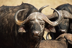 Mala Mala Prints: Close-up of African buffalo (Cyncerus caffer)