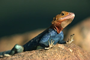 One Reptile Prints: Close-up of an Agama Lizard taken in Tsavo National Park
