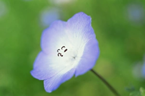 One Flower Prints: Close-up of the American wild flower