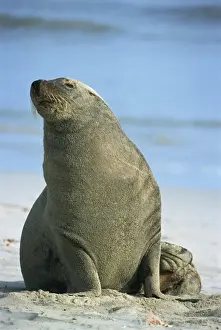 Close-up of an Australian sea lion, Seal Bay Conservation Park, Kangaroo Island
