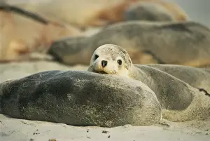 South Australia Prints: Close-up of an Australian sea lion, Seal Bay Conservation Park, Kangaroo Island