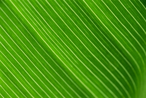 Banana Prints: Close-up of a banana leaf