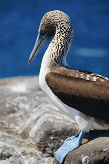 Galapagos Prints: Close-up of a blue-footed booby