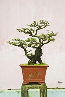 Small Prints: Close-up of a bonzai tree at Thien Mu Pagoda