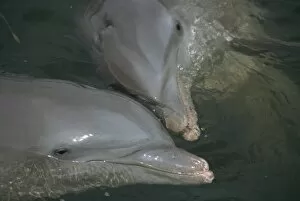 Animal Head Collection: Close-up of bottlenose dolphins kissing