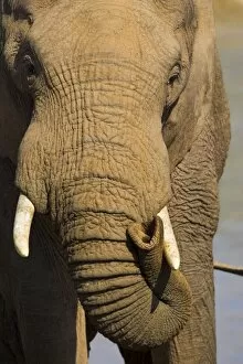 Close-up of bull elephant