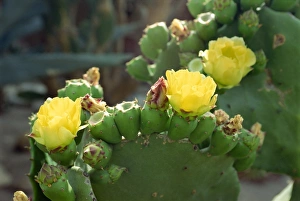 Prickly Pear Prints: Close-up of cactus