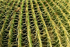 Spine Prints: Close-up of cactus spines