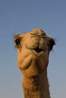 Images Dated 30th October 2008: Close-up of camels head in bright evening light, near Abu Dhabi, United Arab Emirates